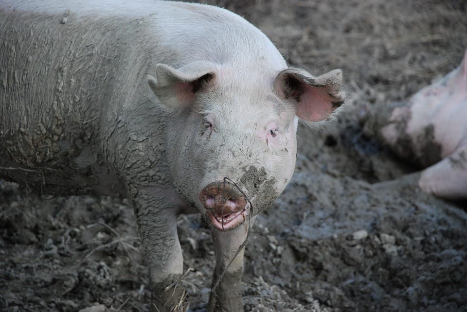 Ministerstwo Sprawiedliwości staje w obronie świń