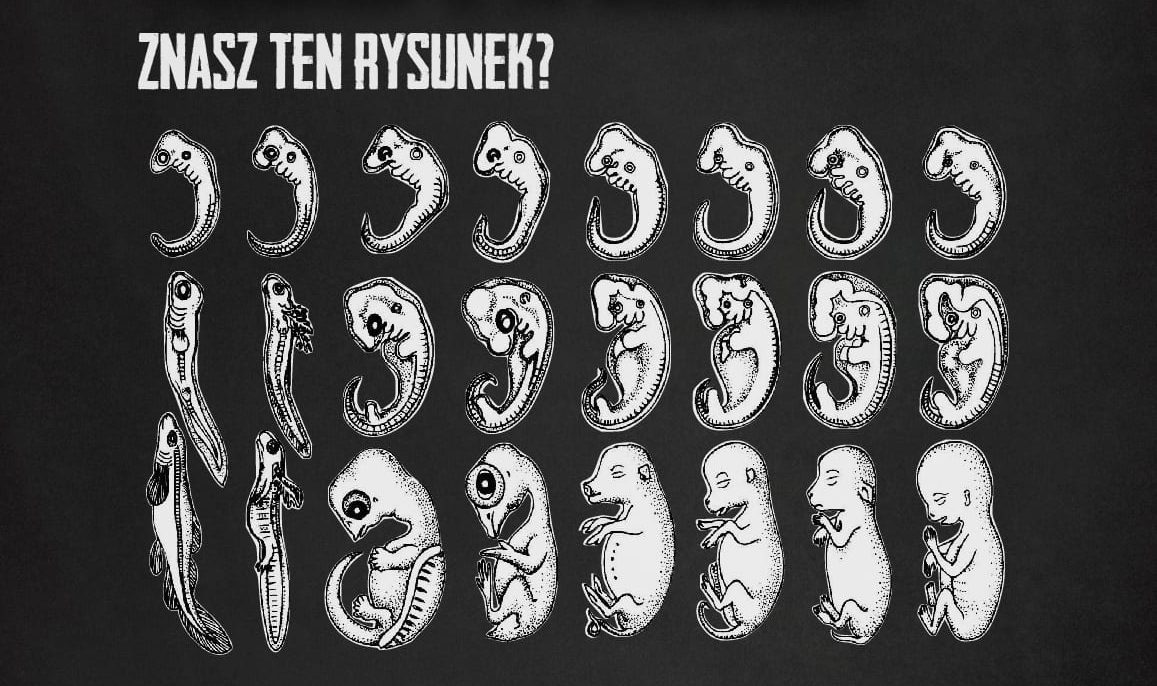 Embriony Haeckla – zafałszowane rysunki jako „dowód” ewolucji?